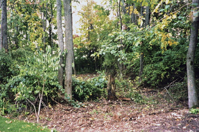 leaves and trees