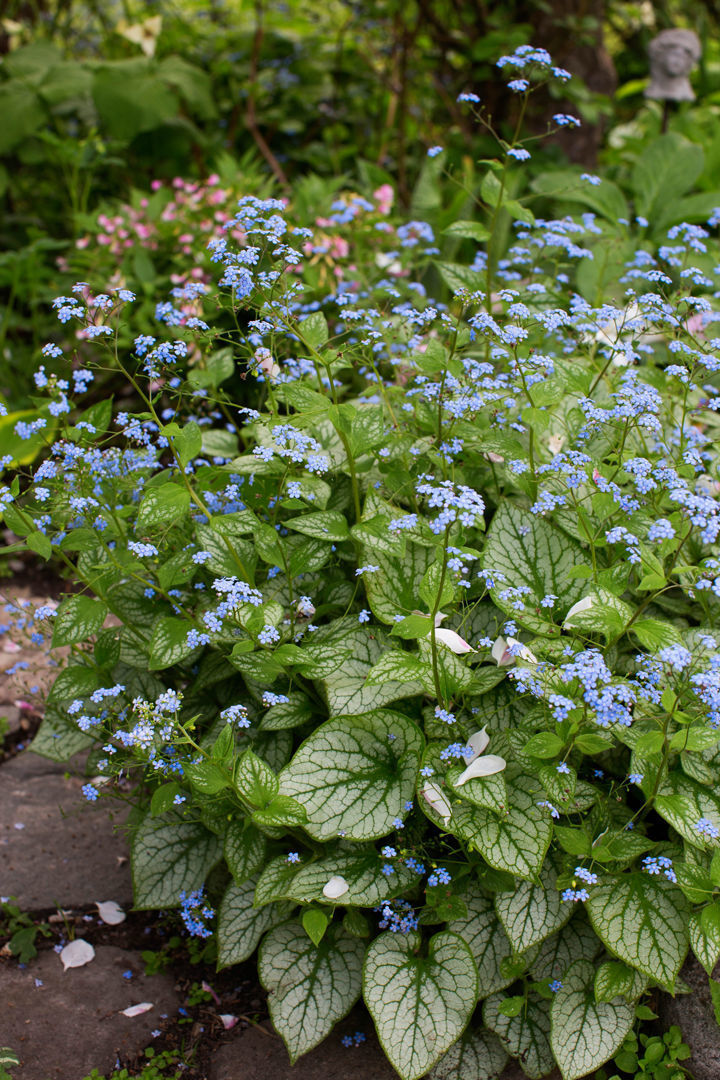 Image of Brunnera macrophylla perennial flower