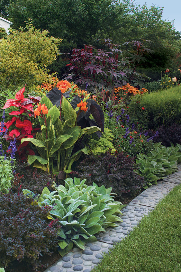 ‘New Zealand Purple’ castor bean, Concorde’ Japanese barberry, ‘Pretoria’ canna