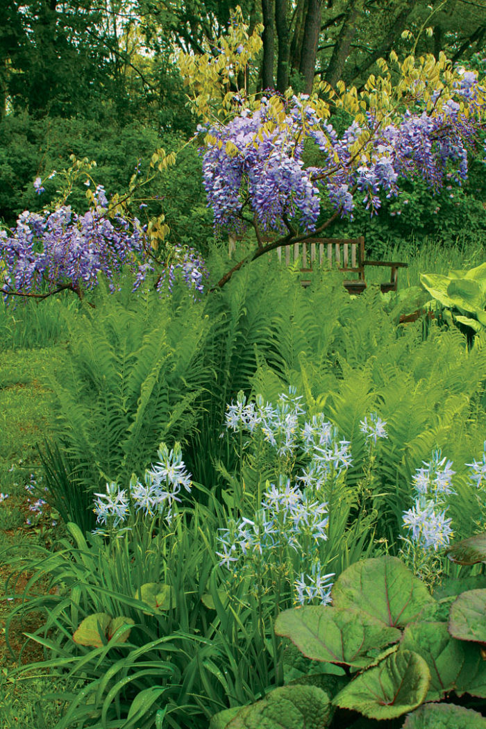 lush greens with a flowering purple wisteria and a bench in the background