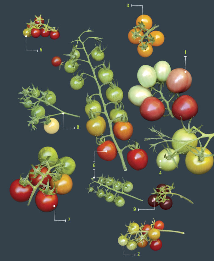 How To Grow And Care For Cherry Tomatoes