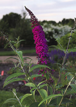 ‘Red Plume’