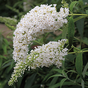 ‘White Bouquet'