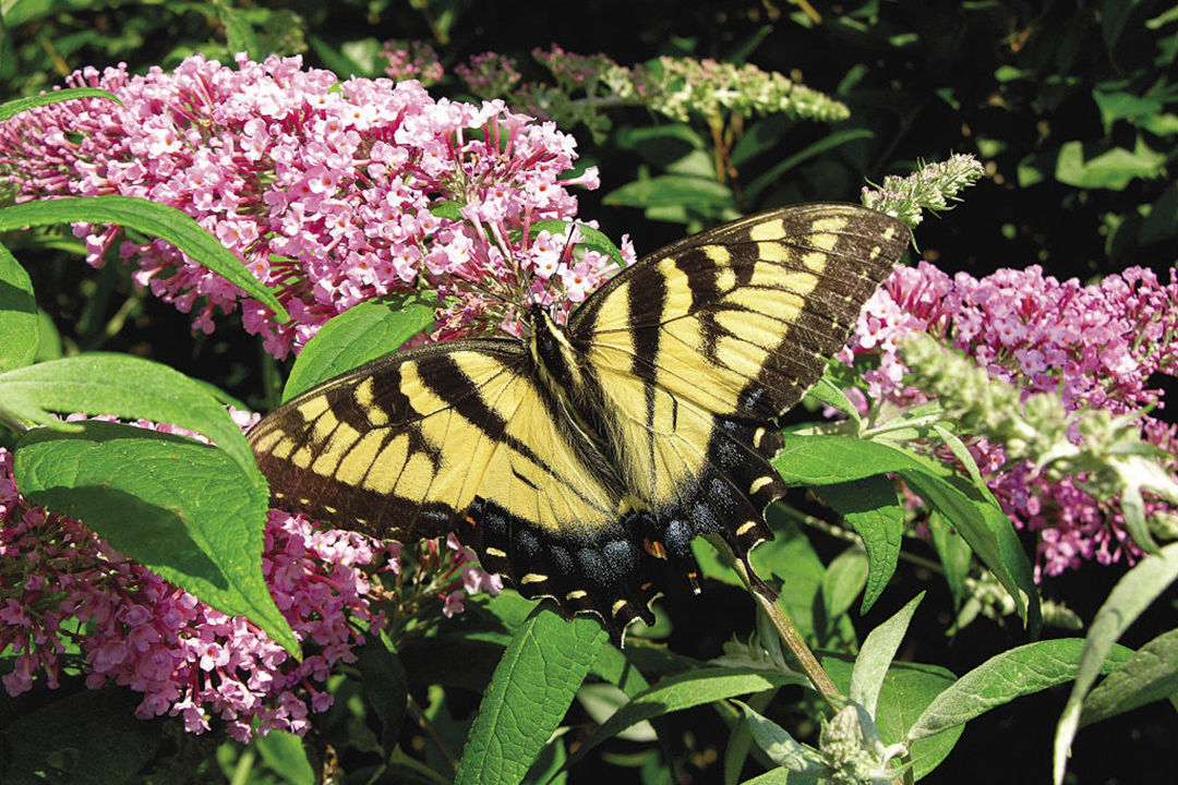 close up of a butterfly on a pink butterfly bush