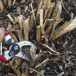 trimming butterfly bushes to the ground