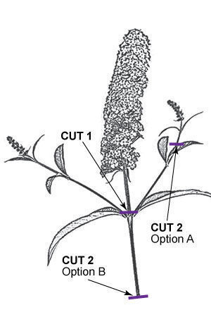 drawing of several cutting options