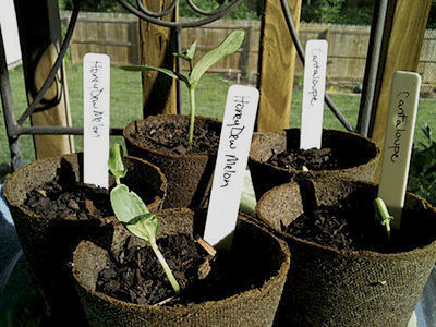 Labeled seedlings starting in small containers