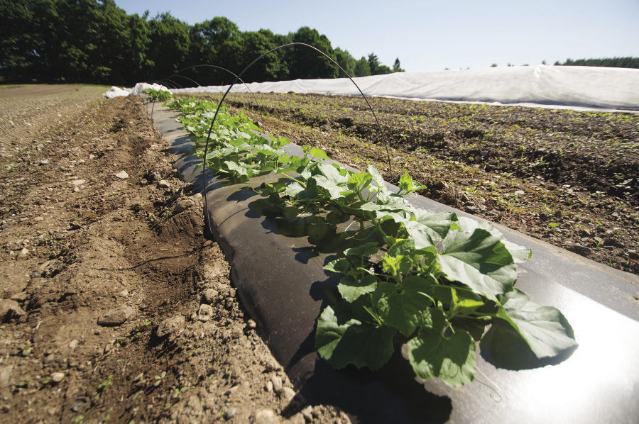  growing plants in long rows using black plastic mulch 