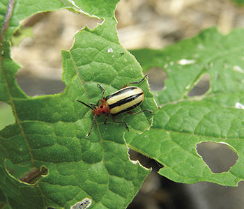 striped cucumber beetle on the foliage of melon plants