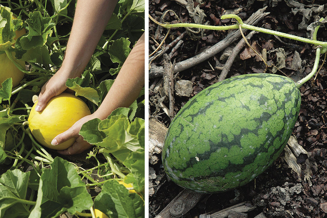 slip variety of melon being gently pulled from the vine on the left; cut type of melon on the right ready to pick as the tendril closest to the fruit has turned brown