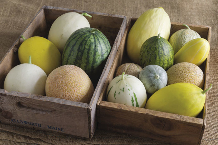 Various melons in a box