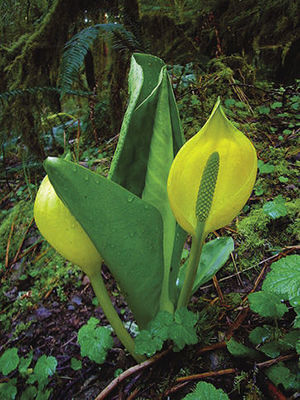 Yellow flower on a skunk cabbage