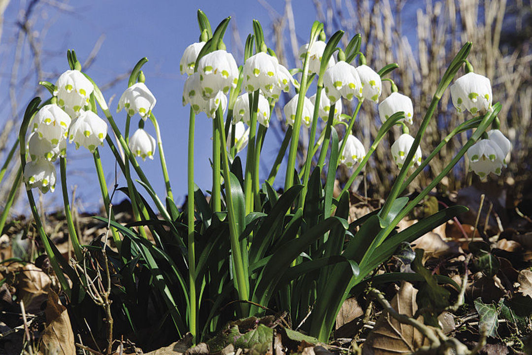 Spring snowflakes