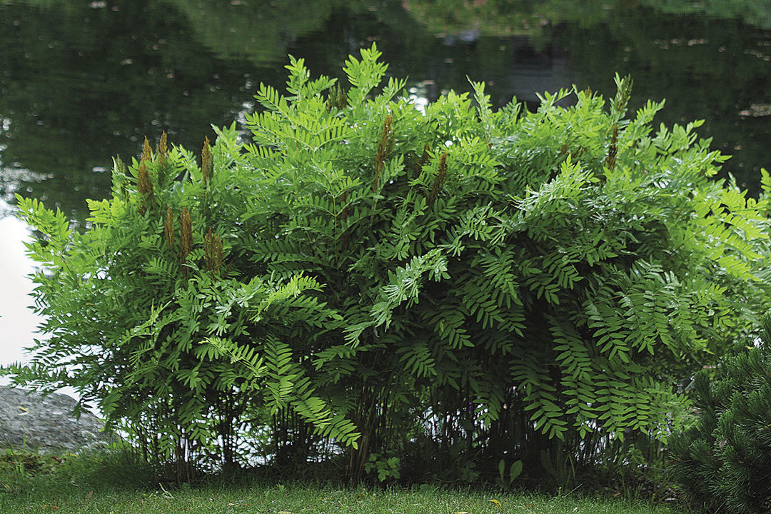 Osmunda regalis