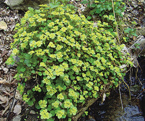 Golden saxifrage