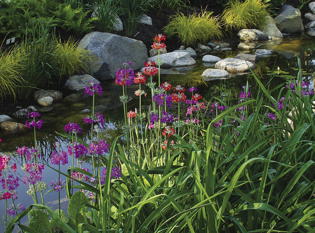 Candelabra primroses