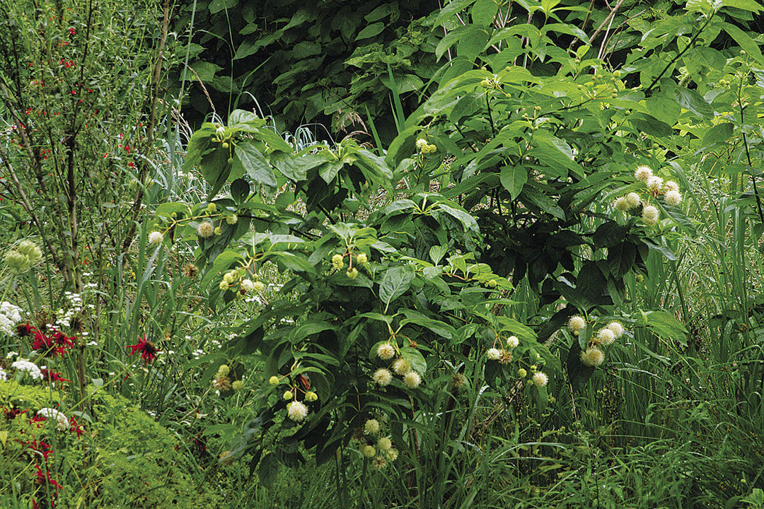 Buttonbush