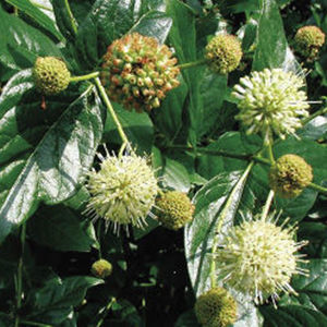 Buttonbush flowers