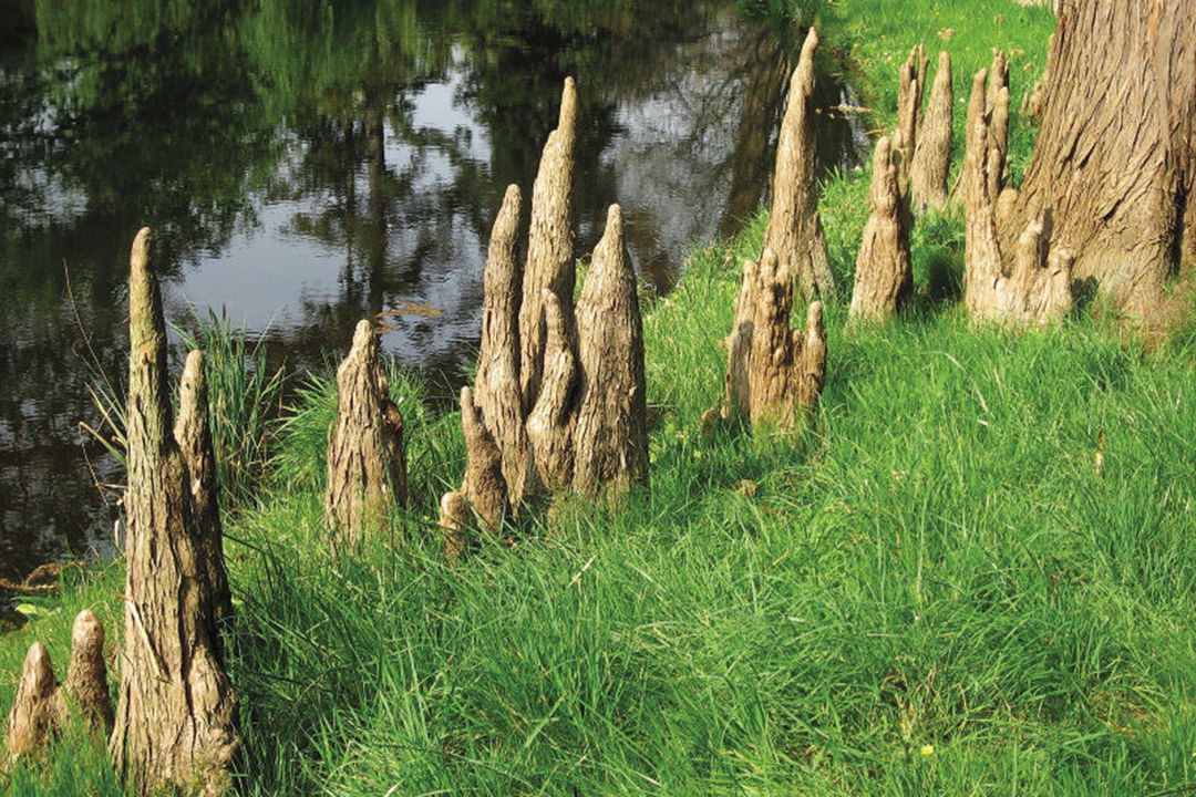 The aerial roots of the swamp cypress along a stream bank