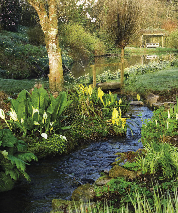 moisture loving plants along the banks of a stream