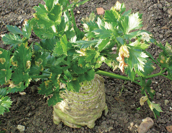 Celeriac