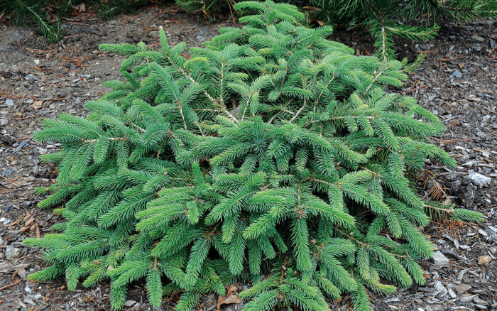 Mesa Verde Colorado Spruce