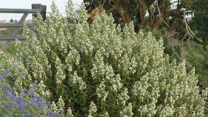 Fernbush