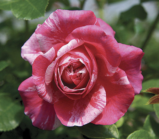 Raspberry Cream Twirl™ climbing rose