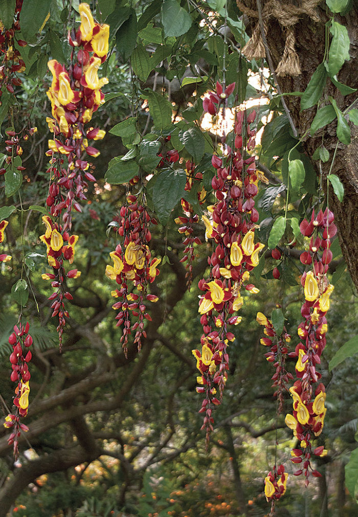 Indian clock vine