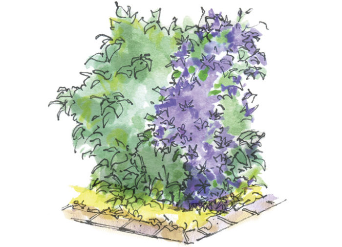 Illustration of a hydrangea with a vine the same height