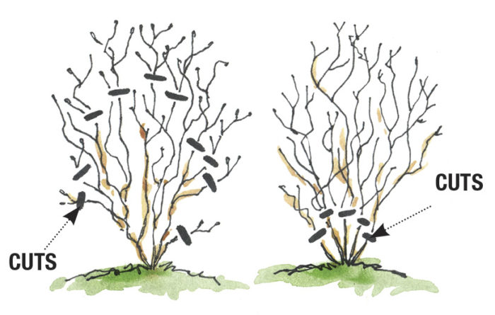 Illustration showing pruning type 2 on the left and pruning type 3 on the right