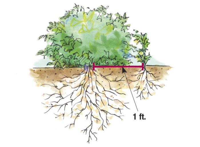 illustration showing to plant vine at least 1-ft away from the base of the host