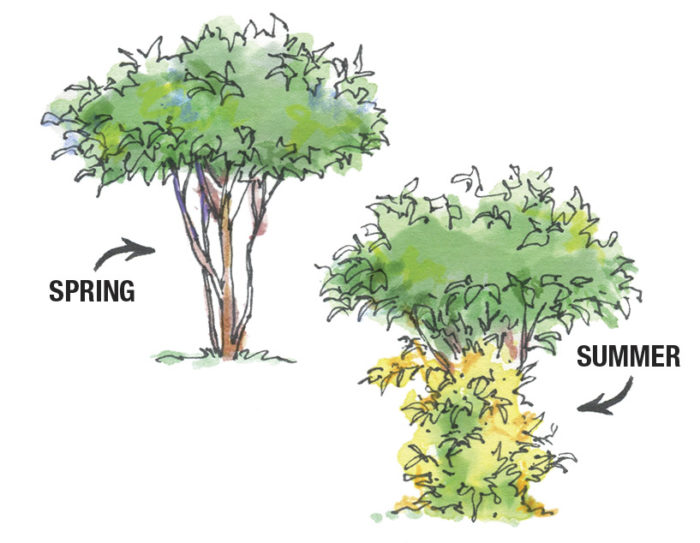 illustration of tree in spring and tree in summer, with vines covering the trunk in summer