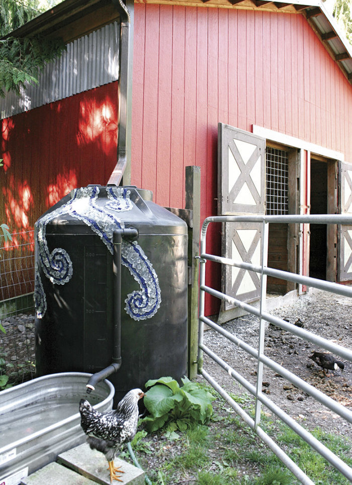 chickens in the yard next to a barn and a storage tank to catch gutter water run off