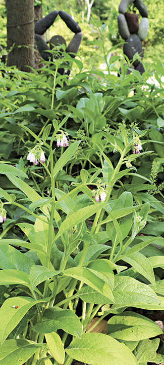 comfrey plant