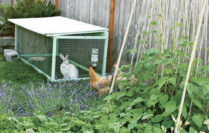 chickens watching rabbit in a hutch in the yard