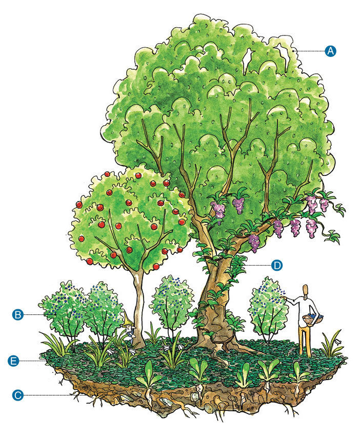 illustration showing the food forest model in natural layers