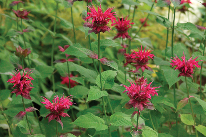 Bee balm