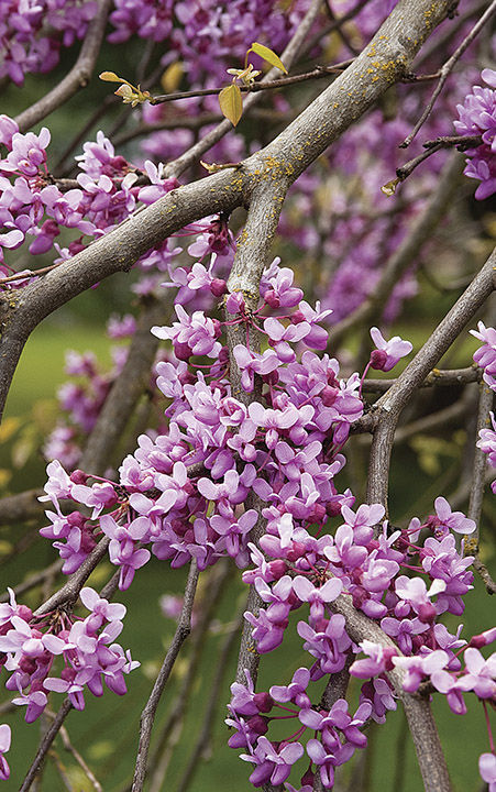 redbud