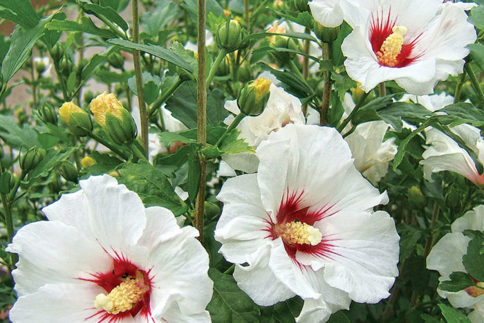 rose of sharon