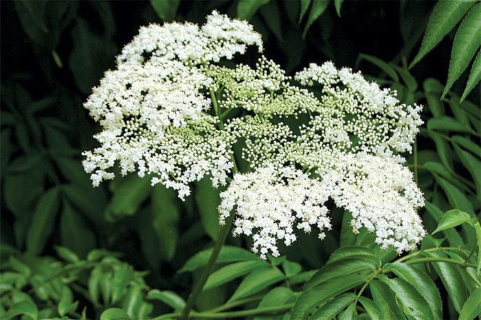 elderberry