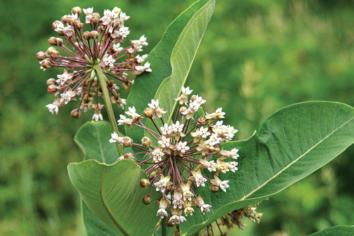 Common milkweed