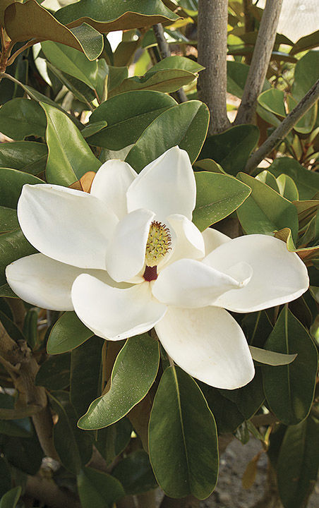 Magnolia