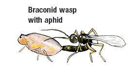 Braconid wasp with aphid 