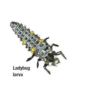 larva ladybug