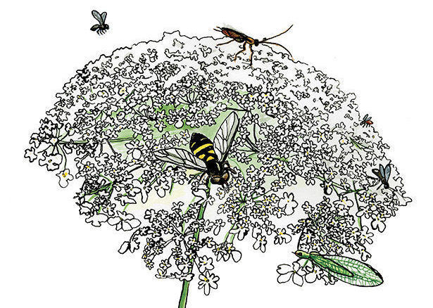 insects and bugs surround plant illustration 