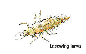 lacewing larva