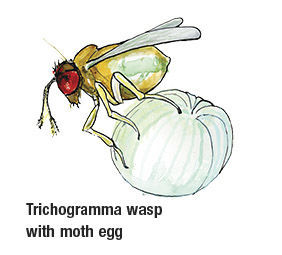 Trichogramma wasp with moth egg