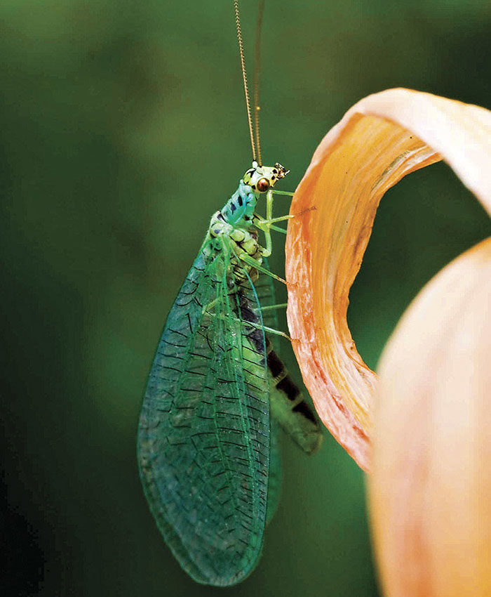 Brown Lacewing  Insects and Organic Gardening