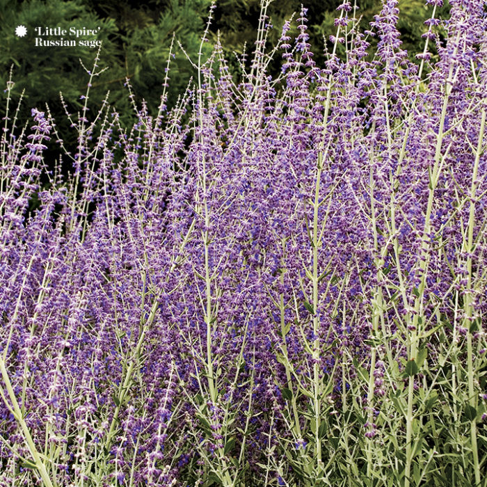 little spire russian sage